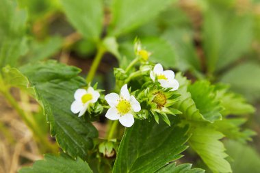 A spring blooming strawberry grows on the bed. 