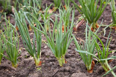 Herbs and vegetables growing in the garden. Young green onion on bed. green onion cultivation. Green onion field on a farm