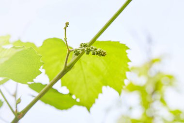 Blossoming Grapes. Closeup of view in beginning stage. Green flowers. The initial development of the grapes. Young branch of grapes on the nature. Grapes Vines being Planted 