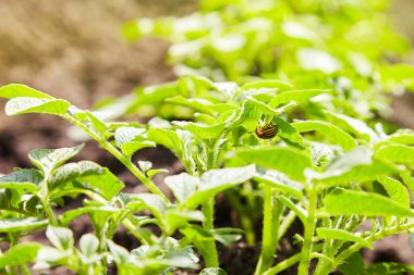 Young potato plants growing on the soil in rows. Potato bush in the garden. Healthy young potato plant in organic garden.