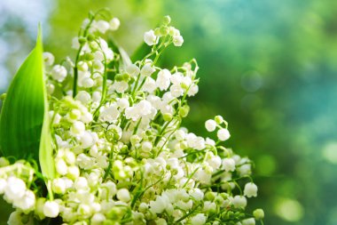 lily of the valley, valley lily