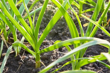 Field with green garlic, young garlic, sprouts of garlic on dark earth, agriculture. Young garlic plants grows in a field.