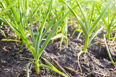 Field with green garlic, young garlic, sprouts of garlic on dark earth, agriculture. Young garlic plants grows in a field.