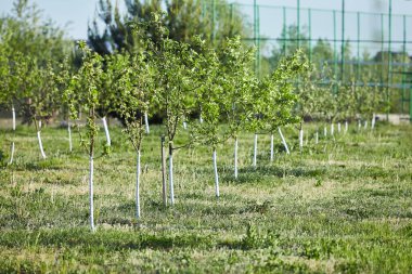 Orchard of young apple trees painted white growing in lines in spring