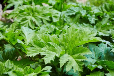 Heracleum - poisonous plant. Giant Hogweed, Heracleum manteggazzianum