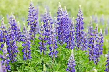 Menekşe lupines çayır çiçekli