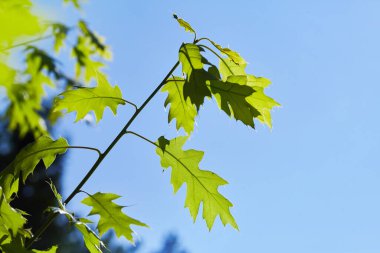 Green leaves of quercus rubra against blue sky