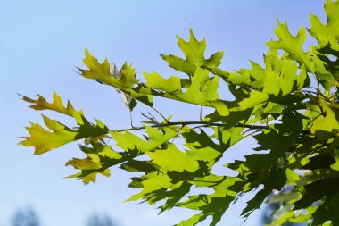 Green leaves of quercus rubra against blue sky