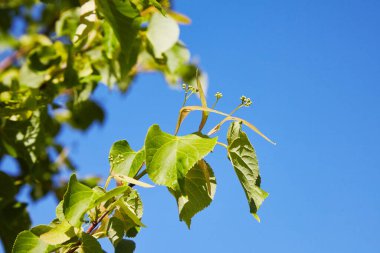 Yeşil tilia delikanlı önce çiçeği.