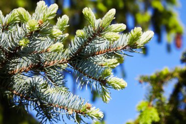 Blue and green pine spruce branches with needles close-up background texture