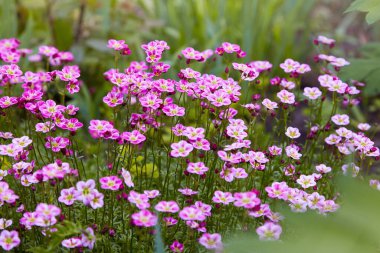 Pink saxifrage Saksifraga Arendsii growing in a garden.  Selective focus.