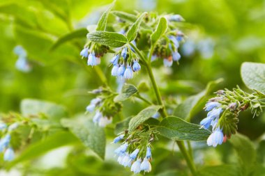 Blooming plant comfrey (Symphytum officinale). It is used for outdoor applications, promotes splicing bones.  Plant used in medicine.