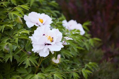 Blooming tree peony. Big white peonies  bloom in the spring season. Paeonia rockii.