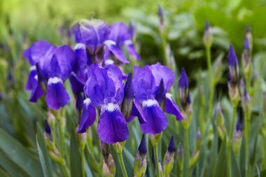 Violet-blue flowers of  bearded iris (Iris germanica) on a green background of meadow grasses