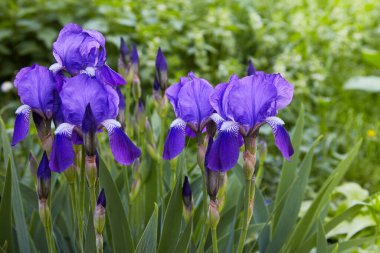 Violet-blue flowers of  bearded iris (Iris germanica) on a green background of meadow grasses