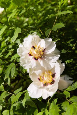 Blooming tree peony. Big white peonies  bloom in the spring season. Paeonia rockii.