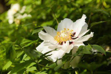 Blooming tree peony. Big white peonies  bloom in the spring season. Paeonia rockii.