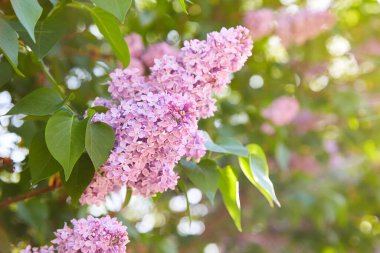 Lila. Leylaklar, syringa veya şırınga. Yeşil yaprakları ile renkli mor leylak çiçekleri. Çiçek deseni. Leylak arka plan dokusu. Leylak duvar kağıdı