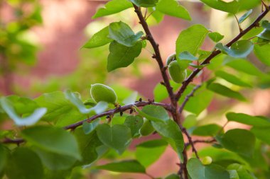 Green unripe apricots on a tree branch in a sunny  day on a blurred  background