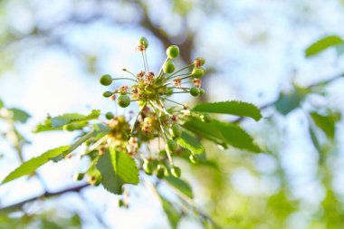 Green unripe cherries hanging on branches in cherry tree in natural light