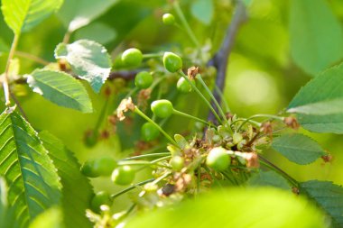 Green unripe cherries hanging on branches in cherry tree in natural light