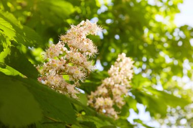 Parkta baharda kestane ağaçlarının çiçekleri.
