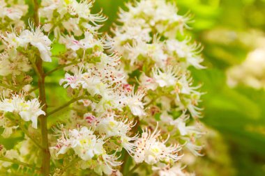 Parkta baharda kestane ağaçlarının çiçekleri.