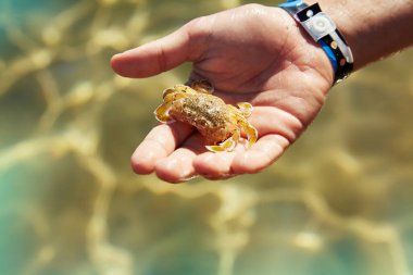 Small sea crab in the toddler's hand. A child holding crab on hand on the beach. Recreation concept.