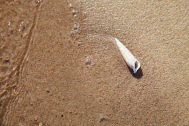 Sea shell on the sand beach of a seashore near the sea