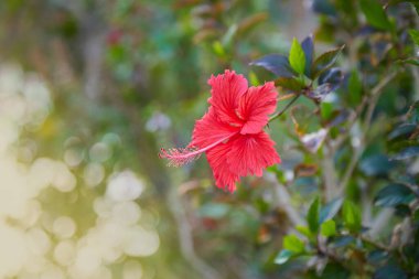 Red hibiscus flower on a green background. Karkade in the tropical garden.