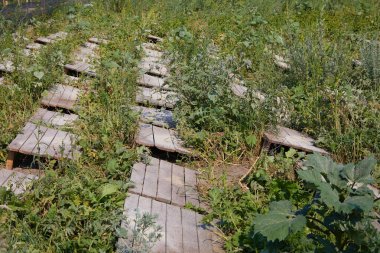 Helix Aspersa Muller, Maxima Salyangoz, Organik Çiftlik, Salyangoz, Tahta Salyangoz Üzerinde Yenilebilir Salyangoz. Salyangoz üretimi. Salyangoz Çiftliği. Kahverengi kabuklu yumuşakça salyangozlar