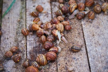 Helix Aspersa Muller, Maxima Salyangoz, Organik Çiftlik, Salyangoz, Tahta Salyangoz Üzerinde Yenilebilir Salyangoz. Salyangoz üretimi. Salyangoz Çiftliği. Kahverengi kabuklu yumuşakça salyangozlar