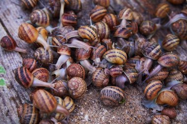 Helix Aspersa Muller, Maxima Salyangoz, Organik Çiftlik, Salyangoz, Tahta Salyangoz Üzerinde Yenilebilir Salyangoz. Salyangoz üretimi. Salyangoz Çiftliği. Kahverengi kabuklu yumuşakça salyangozlar