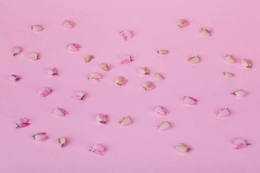Pink flower of Lupinus, commonly known as lupin or lupine, in full bloom on a pink background. Studio shot. Lupinus background