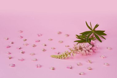 Pink flower of Lupinus, commonly known as lupin or lupine, in full bloom on a pink background. Studio shot. Lupinus background