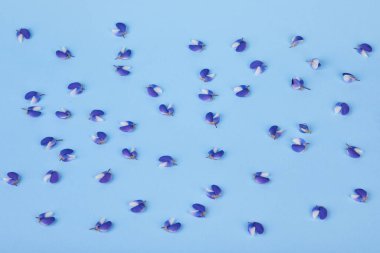 Blue flower of Lupinus, commonly known as lupin or lupine, in full bloom on a blue background. Studio shot. Lupinus background