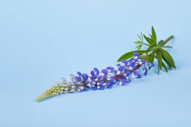 Blue flower of Lupinus, commonly known as lupin or lupine, in full bloom on a blue background. Studio shot. Lupinus background