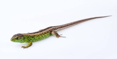 Full length green sand lizard (Lacerta agilis Linnaeus) isolated on white background. Studio shot clipart