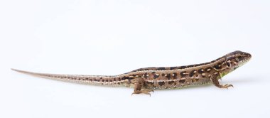 Full length brown sand lizard (Lacerta agilis Linnaeus) isolated on white background. Studio shot