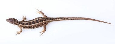 Full length brown sand lizard (Lacerta agilis Linnaeus) isolated on white background. Studio shot