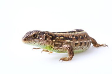 Portrait of brown sand lizard (Lacerta agilis Linnaeus) isolated on white background. Studio shot