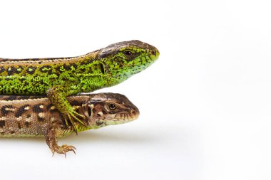 Pair of green and brown sand lizards (Lacerta agilis Linnaeus) isolated on white background, close up. Studio shot