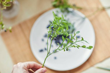 Beyaz bir tabakta taze yaban mersini dalı. Doğal ışıklarda, güzel süslemelerle.