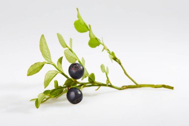 Beyaz arka planda bir dal taze yaban mersini.