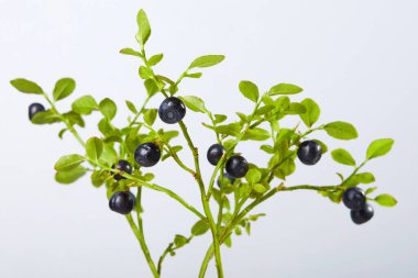 Beyaz arka planda bir dal taze yaban mersini.