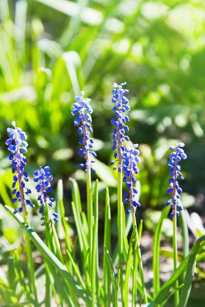 Muscari Niebieski Wiosenny Kwiat Hiacynt Winogronowy Wyścig Muscari Skupienie Selektywne — Zdjęcie stockowe
