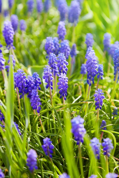 Muscari Mavi Bahar Çiçeği Üzümlü Sümbül Muscari Racemosum Seçici Odak — Stok fotoğraf