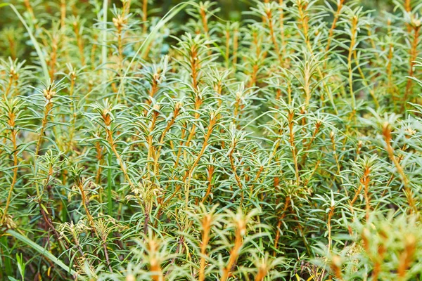 Marsh Labrador Tea Rhododendron Tomentosum Ledum Palustre Northern Swamp Plant — Stock fotografie