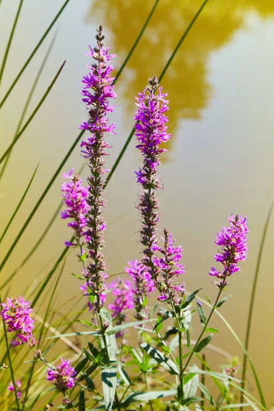 Lythrum salikarisi. Mor gevşeklik bir nehrin kıyısında çiçek açıyor. Ön planda yabani böğürtlen bitkisi de yetişiyor..