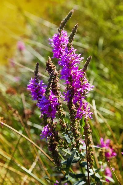 Lythrum Salicaria Loosestrife Roxo Está Florescendo Nas Margens Rio Primeiro — Fotografia de Stock